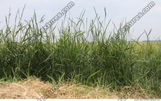 Grass Tall 0002